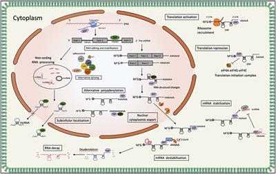 PABPC1——mRNA stability, protein translation and tumorigenesis